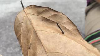 Tiny Leech Walking On a Leaf Like a Worm  HD Slowmotion [upl. by Germano600]