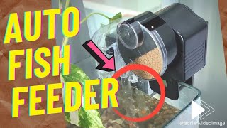 How to Feed My Fish While on Vacation Automatic Fish Feeder [upl. by Mansur]