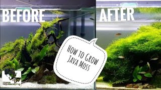 HOW TO Grow Java Moss Membuat Aquascape水草造景 [upl. by Sulakcin]