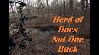 A Herd of Does  Not One Buck  Virginia Saddle Hunting [upl. by Deehahs]