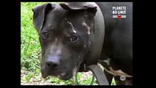 pitbull combat de chien pitbull combat de chien terrifiant [upl. by Alathia]