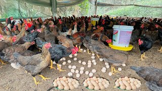 FULL VIDEO 130 days of raising chickens collecting eggs and selling chickens [upl. by Morven]