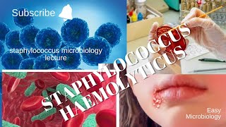 staphylococcus microbiology lecture staphylococcus haemolyticus Easy Microbiology [upl. by Jarv83]