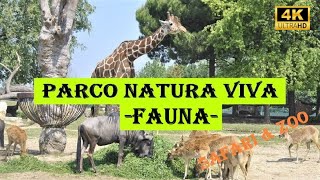 PARCO NATURA VIVA FAUNA  Verona  Zoo Walking Tour  4K  Italy [upl. by Rhiana424]