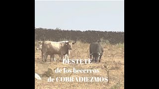 🥰INCREÍBLE Presenciar DESTETE de becerros de COBRADIEZMOS [upl. by Neiluj]