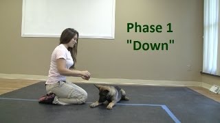 How to Train a dog to Lie quotDownquot K91com [upl. by Sorenson]