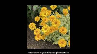 Bit of Honey Heliopsis helianthoides Bin3aiah Plants [upl. by Fia]