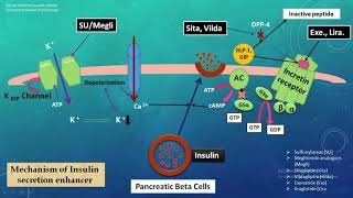 Antidiabetic drugs  Endocrine drugs  Insulin  metformin  glibenclamide  mechanism  Gpat [upl. by Allehc]