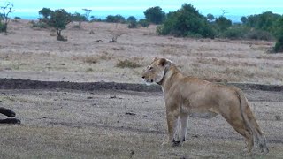 four days on a lion kill  day 1  12  collared lioness stretches and goes back to the kill [upl. by Atiz]