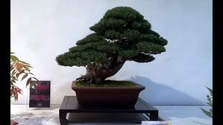 Cypress bonsai  Cupressus sempervirens by Alfiero Suardi [upl. by Chrissa]