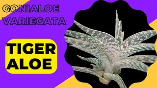 How To Care Aloe Verity Tiger Aloe Gonialoe variegata plant [upl. by Heger]