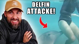 NOTGEILER DELFIN ATTACKIERT 50 MENSCHEN Robert Marc Lehmann reagiert auf Delfin Attacken [upl. by Inaliel894]