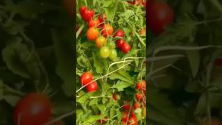 Cherry Tomatoes  seed Germination trending shortvideo [upl. by Windzer194]