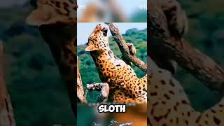 Sloth vs Big Cats Can It Survive a Jaguar and Cougar Attack shorts viralvideo [upl. by Ekrub]