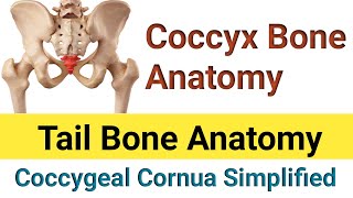 Coccyx Anatomy  Tail Bone  Coccygeal Cornua [upl. by Lindblad]