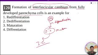 Formation of interfascicular cambium from fully developed parenchyma cells is an example for [upl. by Kip]