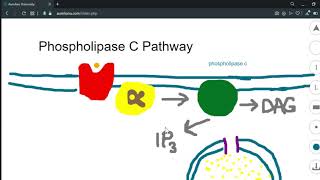 Topics  Neuroscience The Phospholipase C Pathway [upl. by Laktasic155]