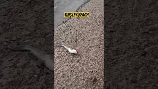 🎣 Catfishing at Tingley Beach Albuquerque New Mexico newmexico fishinglife fishingvideo fishing [upl. by Josephson]