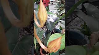 Start to bloom queen nightflower bloomnight asmr shorts viral [upl. by Merla]