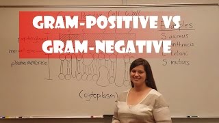 Gram Positive and Gram Negative Bacteria [upl. by Nemzzaj]