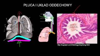 Płuca i układ oddechowy [upl. by Janenna720]