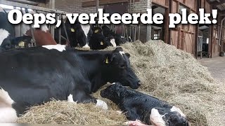 Koe kalft onderweg  af  Boer Gerrit vlogt [upl. by Urbai]