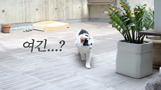 기껏 집냥이 됐더니 종종 바깥생활하라고 처방받은 고양이가 있다 vlog [upl. by Lasonde]