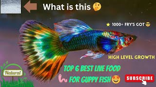 TOP 6 Best Live Food For Guppy FISH  கப்பி மீன்களுக்கு ஊட்டச்சத்து உணவுகள்  Fast Growing  guppy [upl. by Pulling]