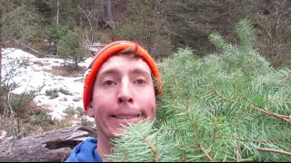 CHRISTMAS TREE HUNTING [upl. by Kilbride780]