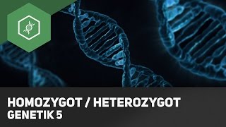 Homozygot  Heterozygot Genotyp Unterschied  Grundbegriffe Genetik 5 [upl. by Arleyne304]