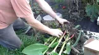 How to Dig Up and Store Canna Bulbs for Winter [upl. by Ellehcrad]