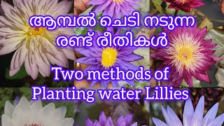 Two methods of planting water lillyPlantsofparadisee [upl. by Haskins]