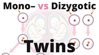 Difference between Monozygotic and Dizygotic Twins [upl. by Ghassan]