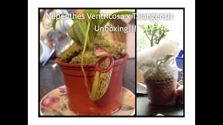 My new nepenthes ventricosa x talangensis arrived  unboxing [upl. by Nilak226]