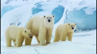 Polar Bear Sledging  Wildlife Specials  BBC Earth [upl. by Knoll]