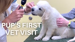 English Cream Puppy LOVES the Vet  Golden Retriever Pups First Vet Visit [upl. by Bigod19]