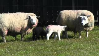 Baby Lambs Playing [upl. by Nitsruk]