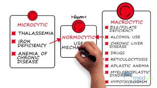 Hematology – Anemia By Karima Khamisa MD [upl. by Kind468]