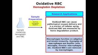 RBC Oxidative Stress and Macrophage Phagocytosis [upl. by Ititrefen233]