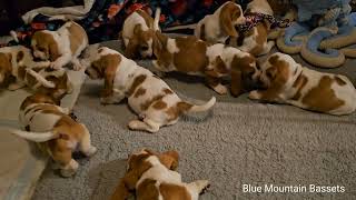 7 week old Basset Hound puppies 🐶 [upl. by Bobbi]