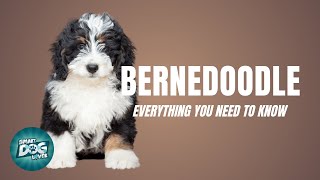 Bernedoodle Dog Breed Guide What People Love About The Bernedoodle  Dogs 101 [upl. by Karalynn]