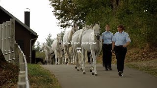 Stallion parade in Marbach [upl. by Eynttirb]