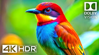 4K Video ULTRA HD 120 FPS  Best of 4K HDR Dolby Vision [upl. by Airrotal]