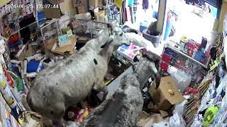 Security Video Captures Cows Destroying Store in Colombia [upl. by Lanctot]