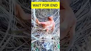 The baby cuckoo is killed by its older brother shorts viral [upl. by Jankey123]