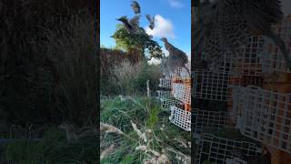 Releasing pheasants into the pen more info to come in a video soon keep an eye out gameshooting [upl. by Navlys]