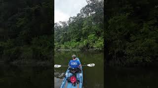 Rock Bass on Crooked Creek  Kayak Fishing  Bonafide RVR 119  Nature [upl. by Nisotawulo]