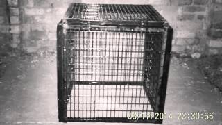 Country rat vs 2quot x1quot mesh standard aviary panel mesh [upl. by Ahsiakal125]