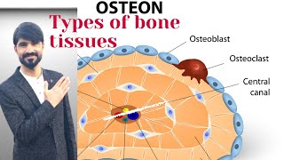 types of bone tissue  osteon  compact bone  spongy bone waheedandkamranlectures1774 [upl. by Barhos]