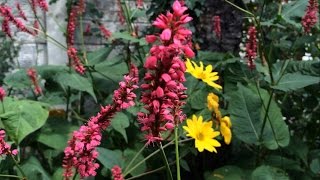 Shade loving plant  Firetail Persicaria amplexicaulis [upl. by Yulma]